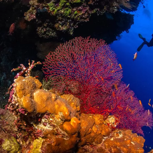 Croisière Best of Epaves : Légendes englouties et jardins coraliens Visuel